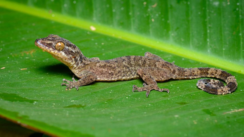 PHOTO: Cyrtodactylus rukhadeva