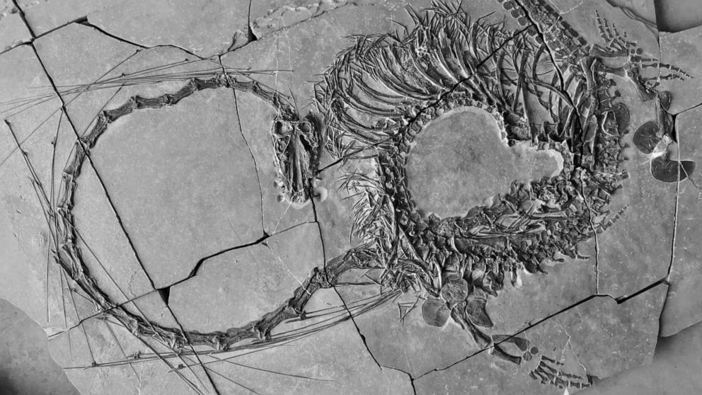 科学家挖掘出“极其奇怪”的“中国龙”化石，距今2.4亿年