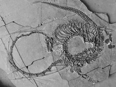 Scientists discover 'very strange' 240 million-year-old 'Chinese dragon' fossil