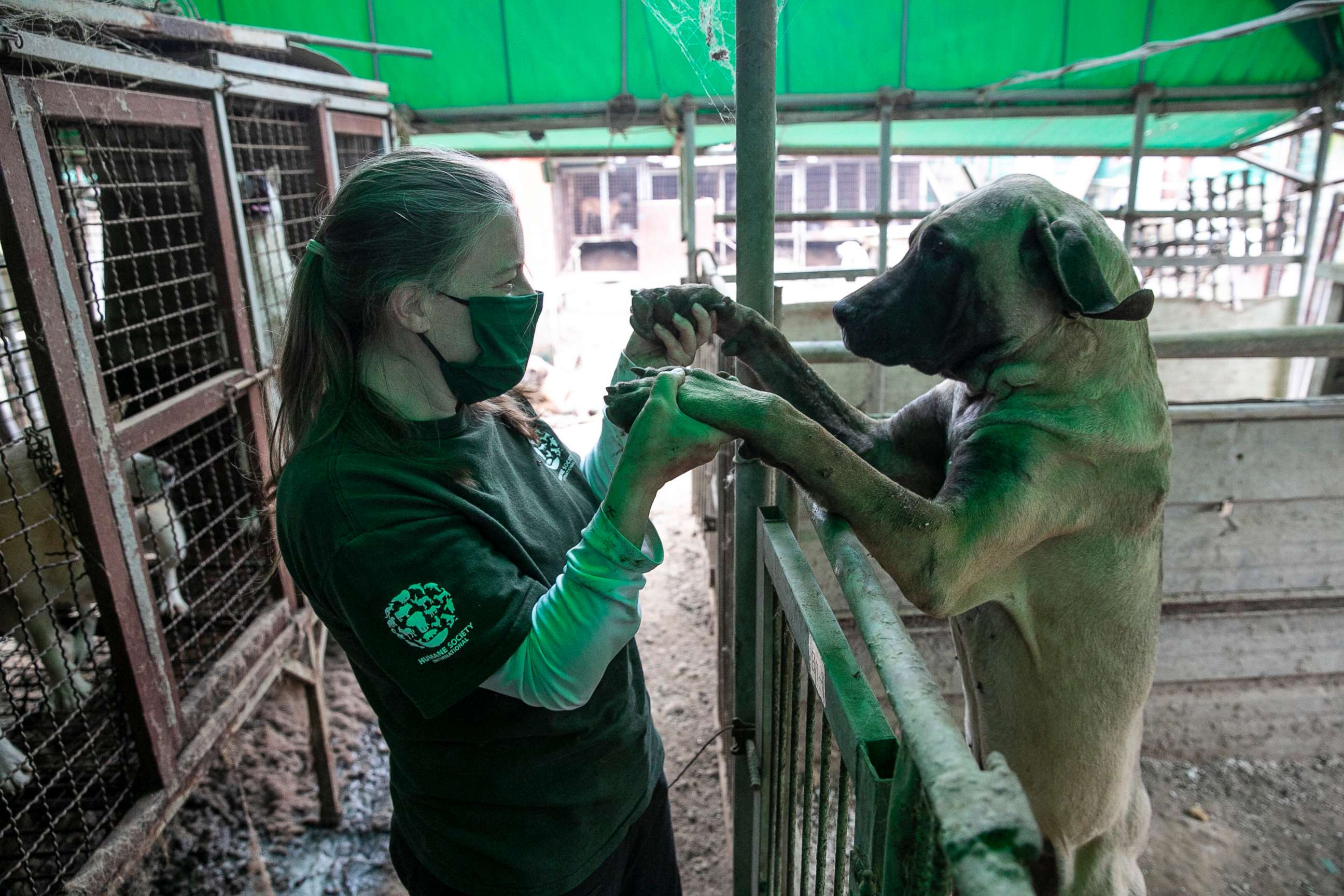 PHOTO: Abbie Hubbard, Program Manager of International Disaster Response at HSI, plays with Darryl at a dog meat farm in Haemi, South Korea, on Wednesday, October 21, 2020. 