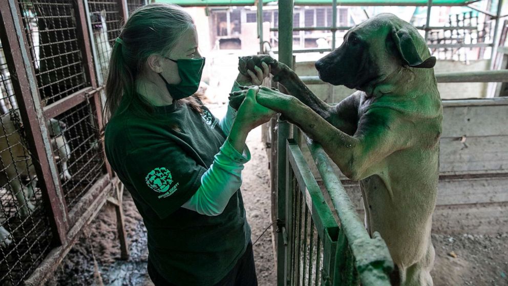 Dog meat outlet farms