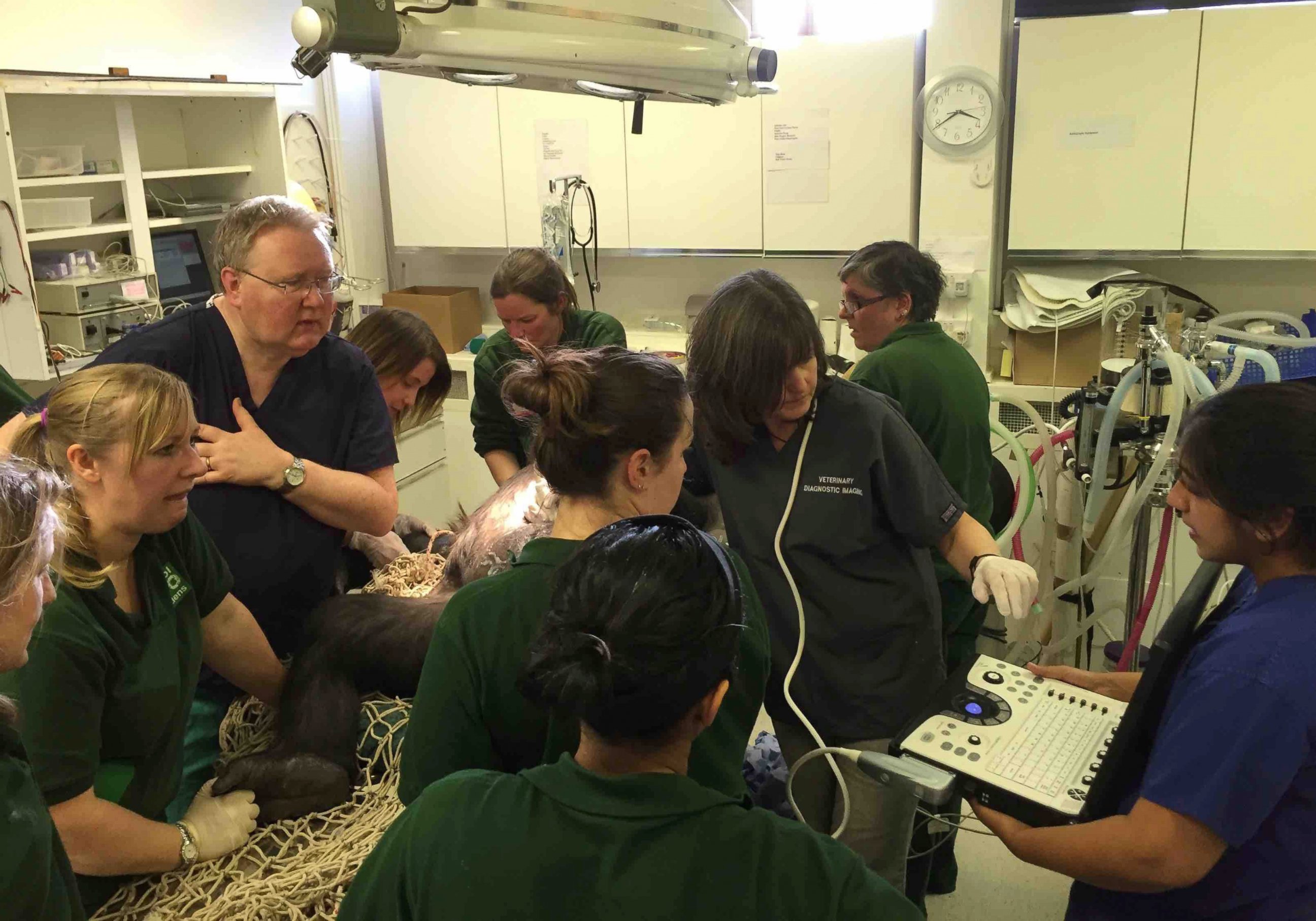 PHOTO: A handout photo provided by the Bristol Zoo, shows a baby gorilla being delivered by caesarean section, Feb. 12, 2016. 