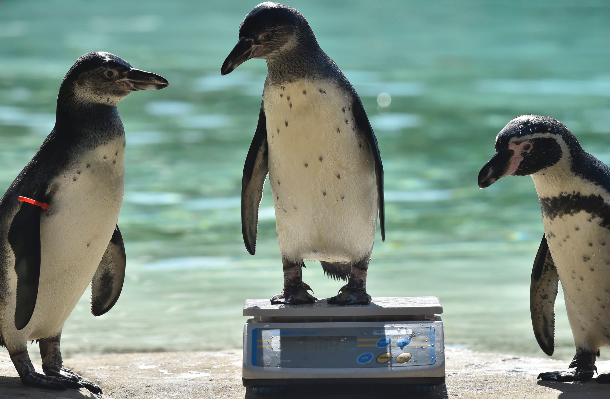 PHOTO: A Humboldt penguin stands on a scale during the annual weigh-in at the London Zoo in London,England August 24, 2016.  Every animal in the zoo is weighed and measured and the statistics recorded so the data can be shared with zoos across the world.