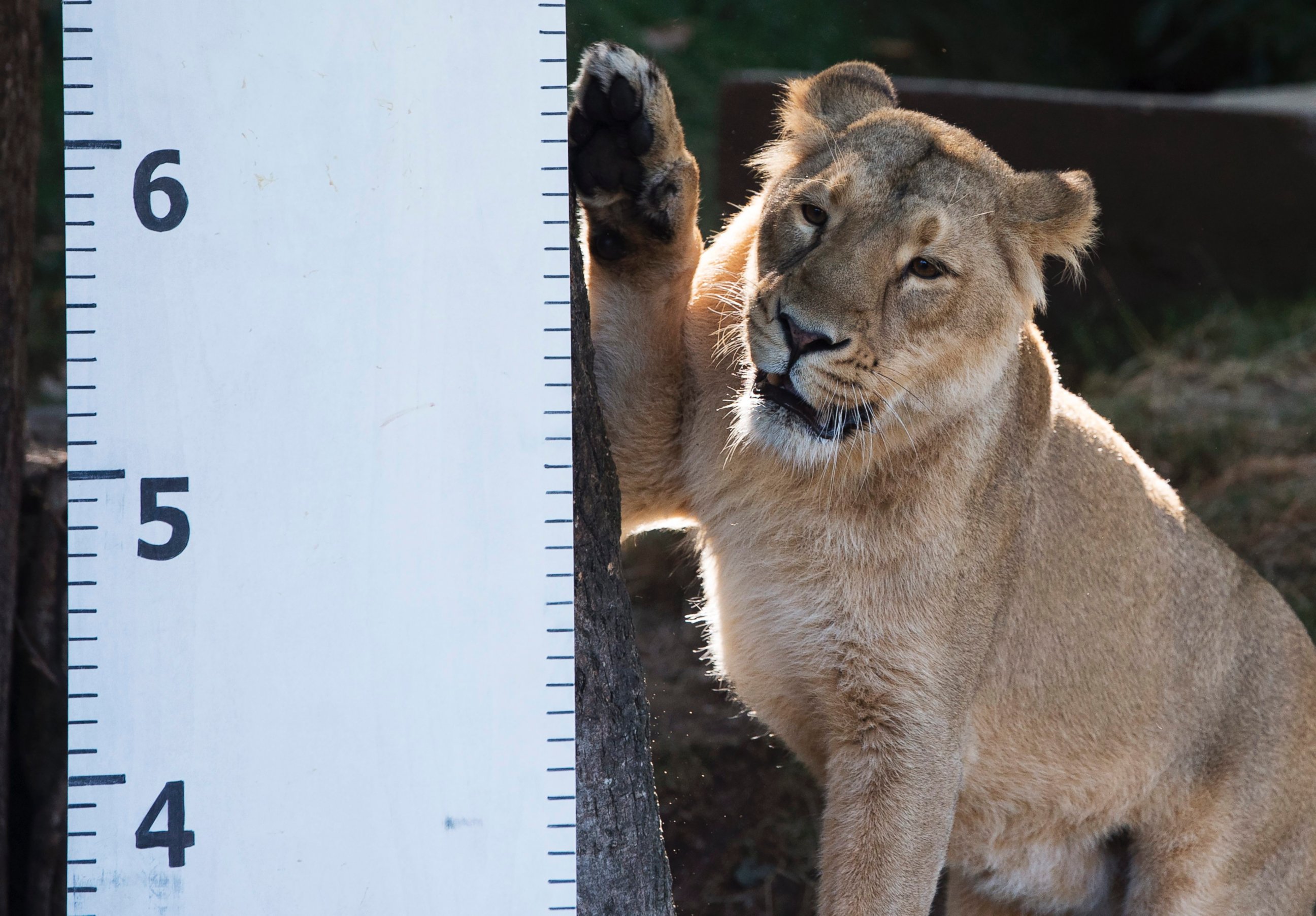 PHOTO: Heidi the Lioness stands next to a measuring scale to measure her length during the annual weigh-in at the London Zoo in London, England, August 24, 2016. 