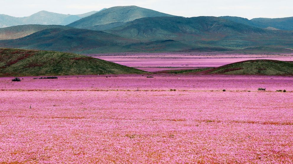A general view over a mallow field in the Atacama region north of Santiago de Chile, Oct. 21, 2015.