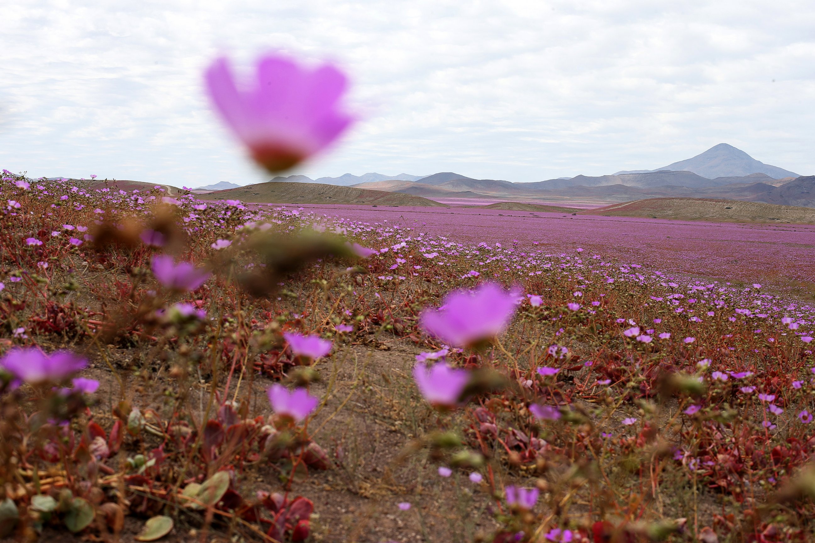 PHOTO: A general view over a mallow field in the Atacama region north of Santiago de Chile, Oct. 21, 2015.
