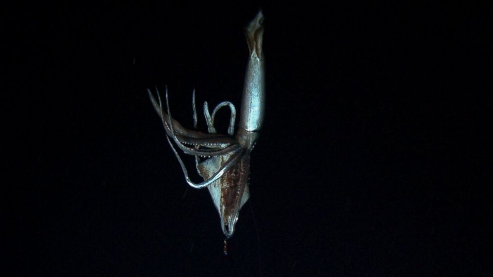 A giant squid at a depth of 630 meters in the Pacific Ocean near the Ogasawara islands, Japan, is shown in this photograph taken by NHK and Discovery Channel during the summer 2012 and released by NHK on Jan. 8, 2013.