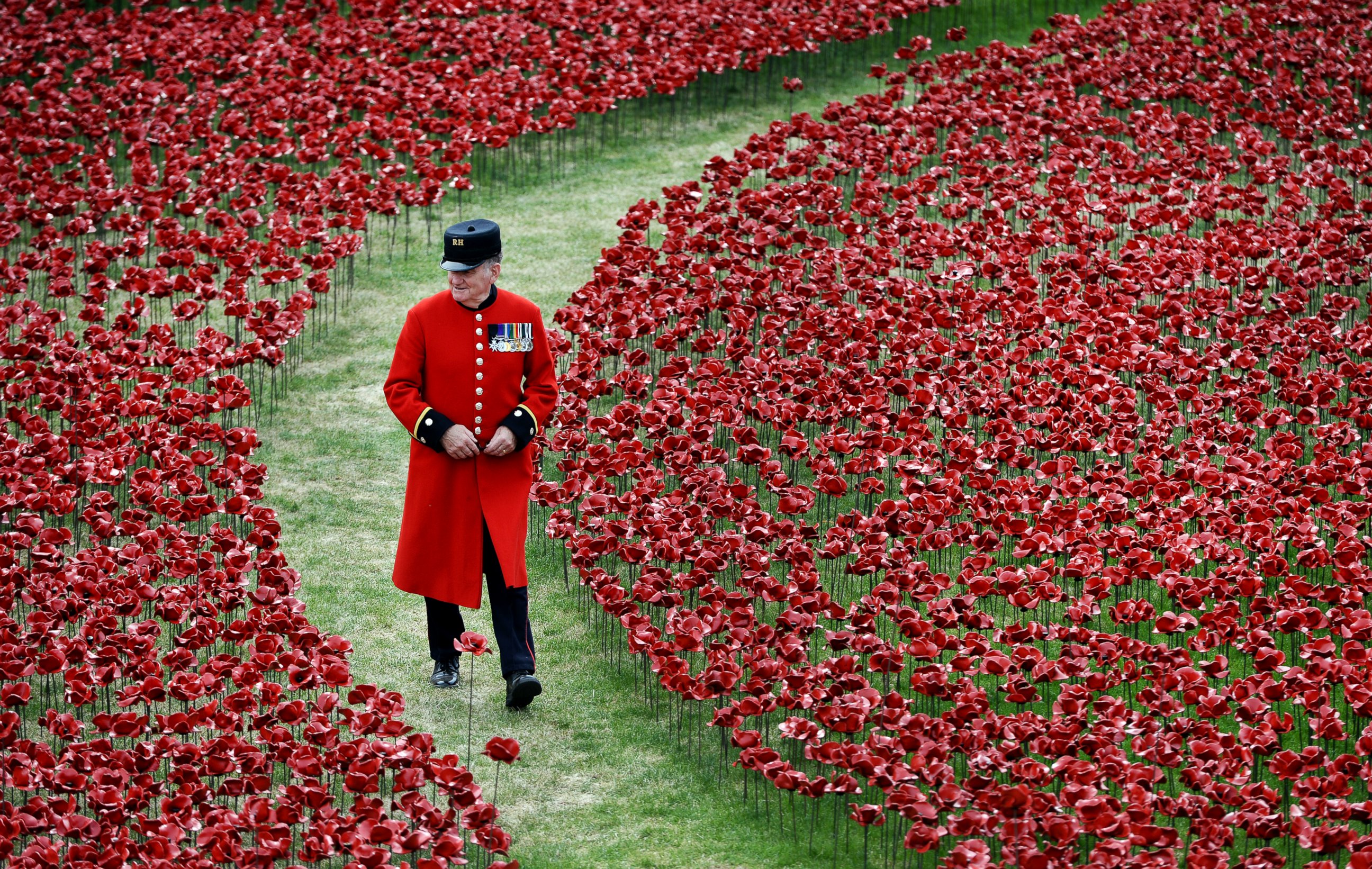 Цветок британии. Тауэр Лондон красные маки. Красный Мак символ памяти в Великобритании. Лондонский Тауэр красные цветы. Праздники Великобритании Remembrance Day.