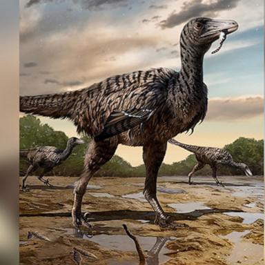 "Our animal is on par with the way raptors are depicted by Hollywood," said paleontologist Dr. Scott Persons of the discovery. 