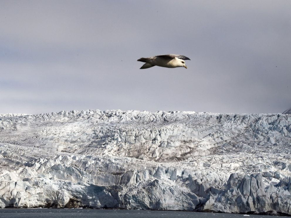 PHOTO: A Harvest Northern Fulmar flies near the Nordenskjoldbreen glacier in the Spitbergen province of the Svalbard archipelago, in the Arctic Ocean, on July 19, 2015.