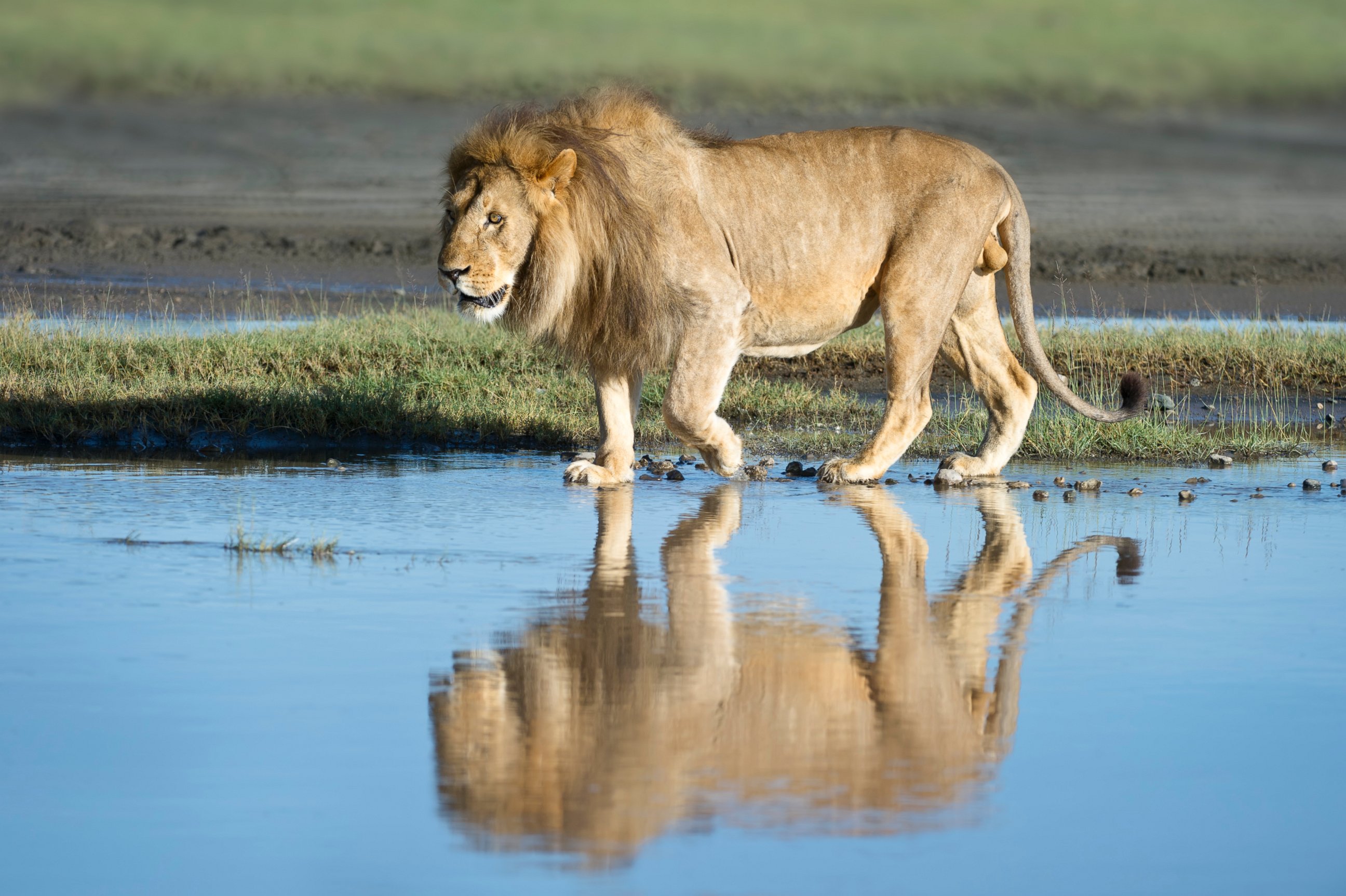 PHOTO: Male African lion and his reflection at Big Marsh in Serengeti National Park, Tanzania, Africa, on Sept. 29, 2011.