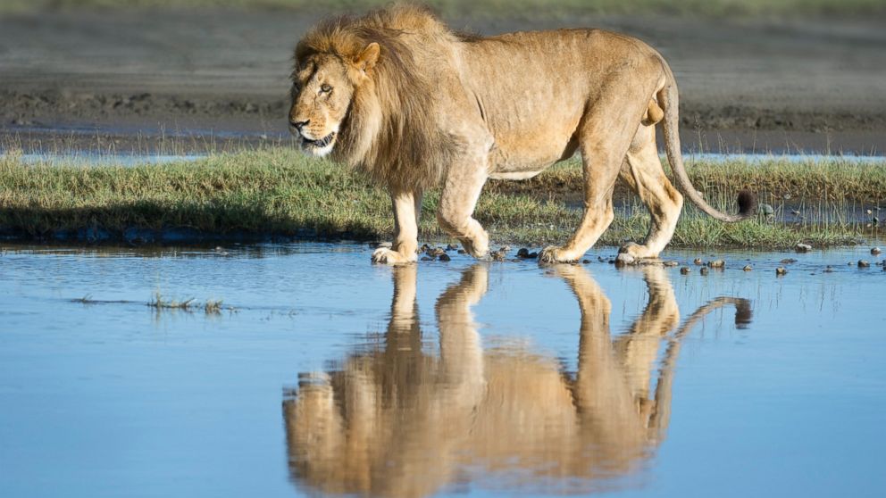PHOTO: Male African lion and his reflection at Big Marsh in Serengeti National Park, Tanzania, Africa, on Sept. 29, 2011.