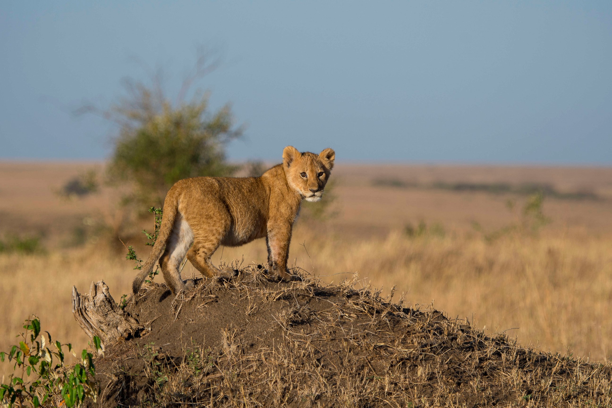 PHOTO: A small lion cub (Panthera leo) on a termite hill is looking for its mother and calling for her from time to time in the Masai Mara National Reserve in Kenya, Africa, Aug. 27, 2016.