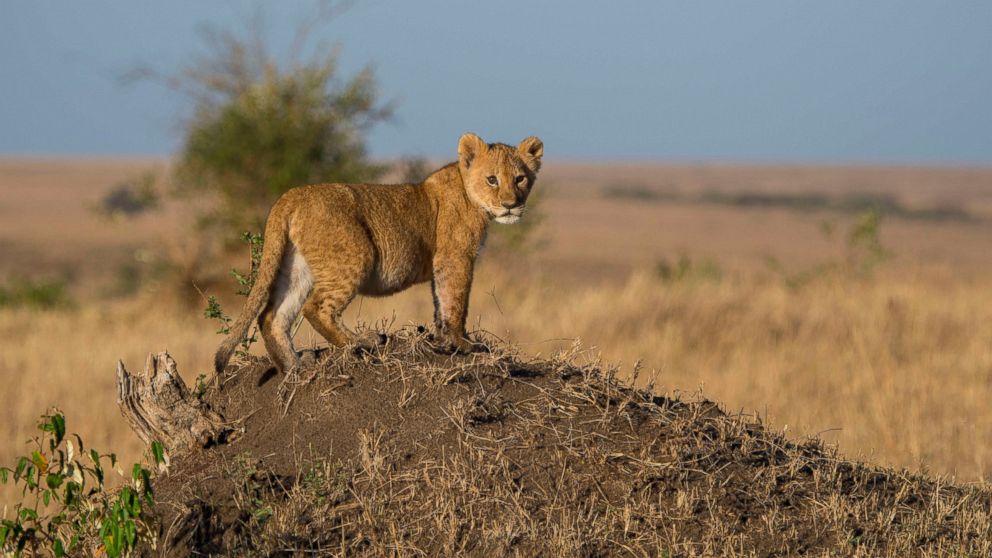 PHOTO: A small lion cub (Panthera leo) on a termite hill is looking for its mother and calling for her from time to time in the Masai Mara National Reserve in Kenya, Africa, Aug. 27, 2016.