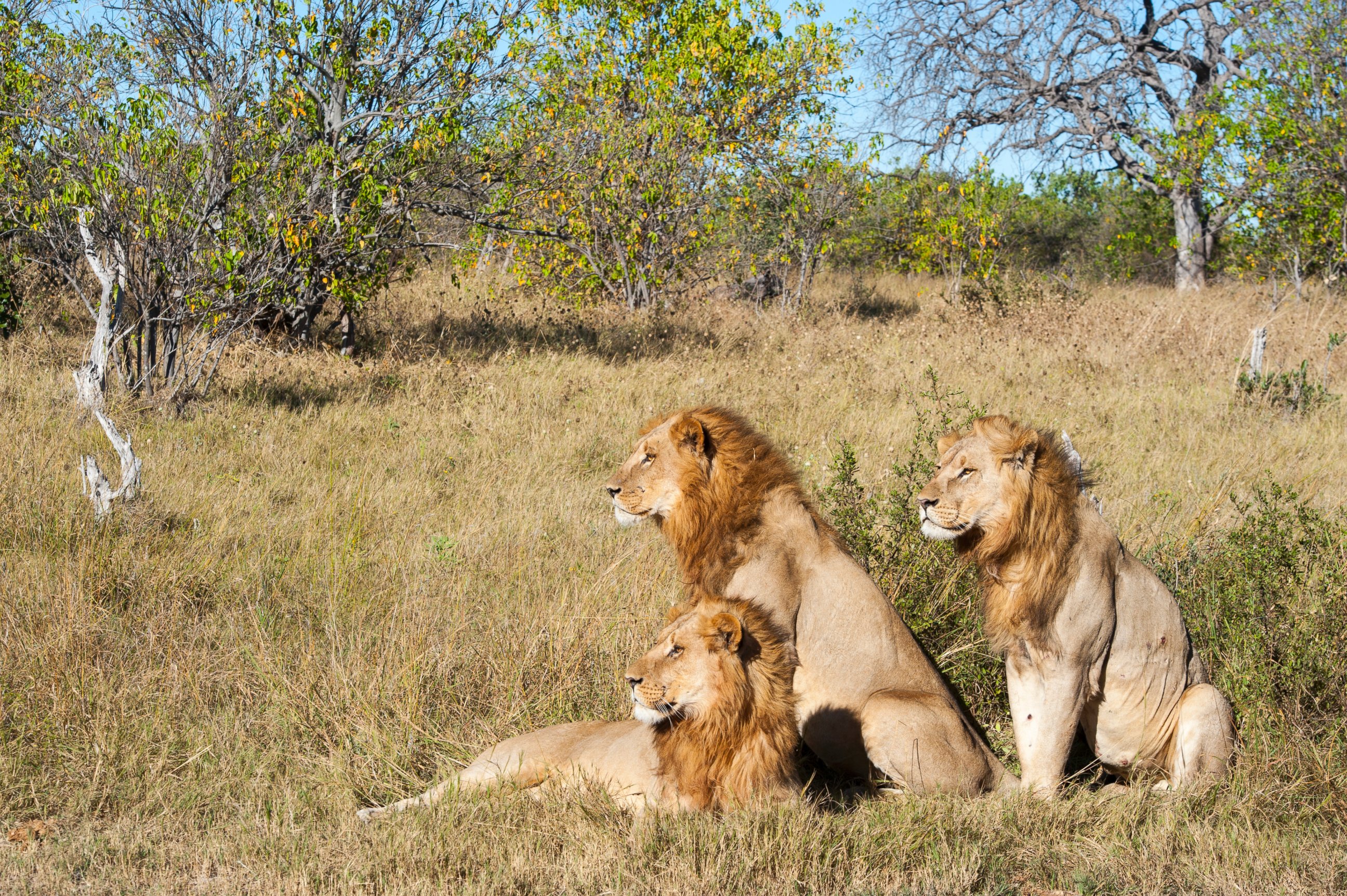PHOTO: Three brother male lions (Panthera leo) looking for prey at the Linyanti Reserve near the Savuti Channel in northern part of Botswana, June 6, 2006.