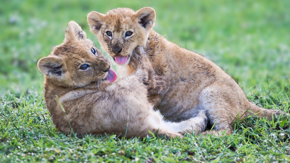 PHOTO: Three month old cubs play together at Big Marsh in Serengeti National Park, Tanzania, Africa, Sept. 29, 2011.