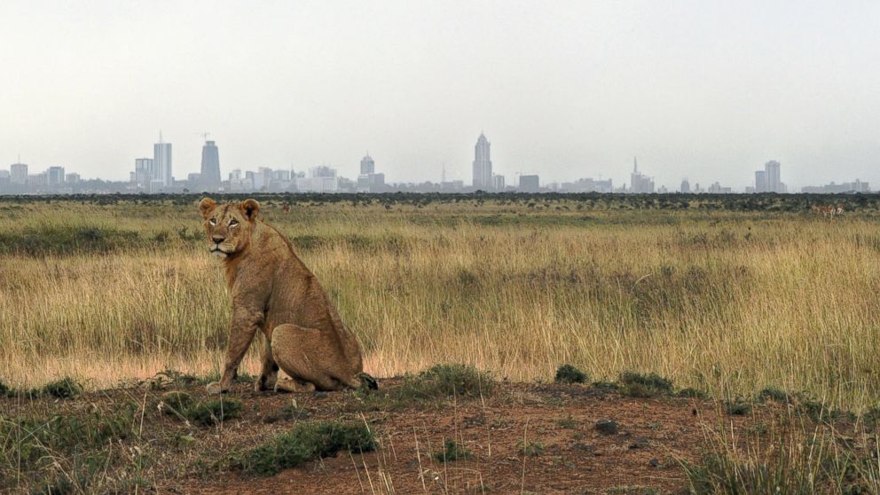A young lion rests on its haunches juxtaposed against the Nairobi skyline at the Nairobi national park, on Aug. 10, 2015.
