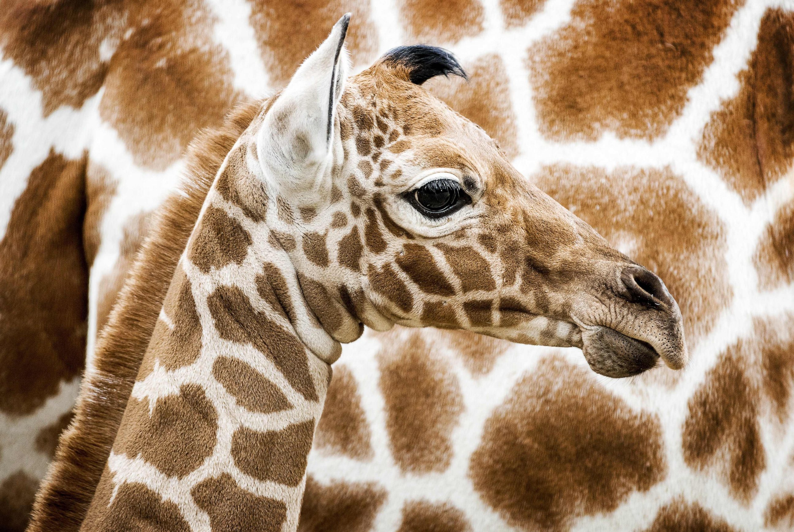 PHOTO: A newborn reticulated giraffe is seen for the first time in the savannah habitat at Artis Zoo in Amsterdam, Nov. 21, 2016.