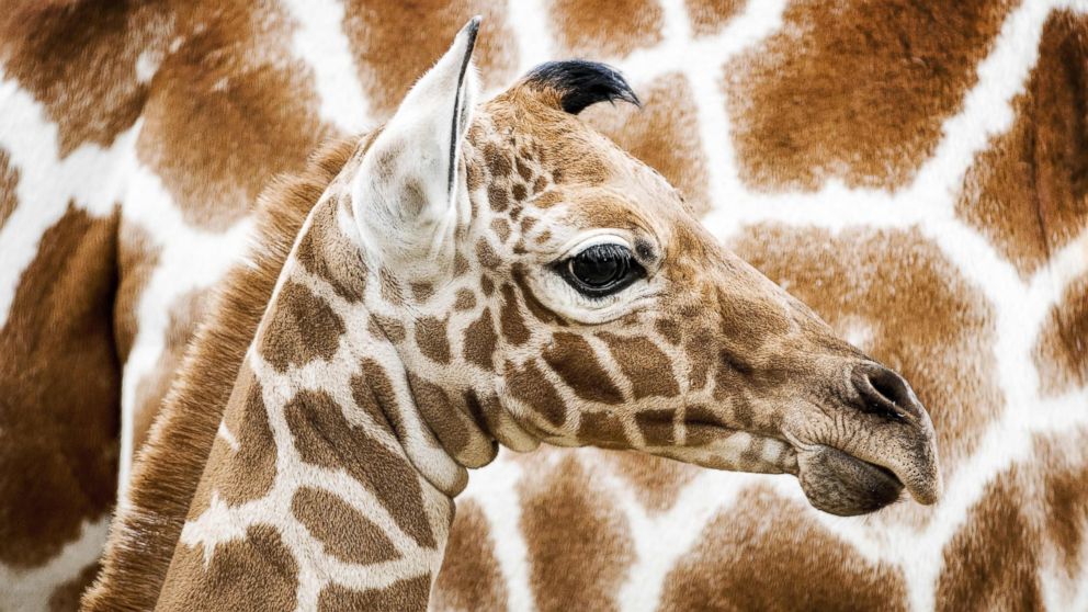 Giraffes in Danger of Becoming Extinct in the Wild: Study - ABC News