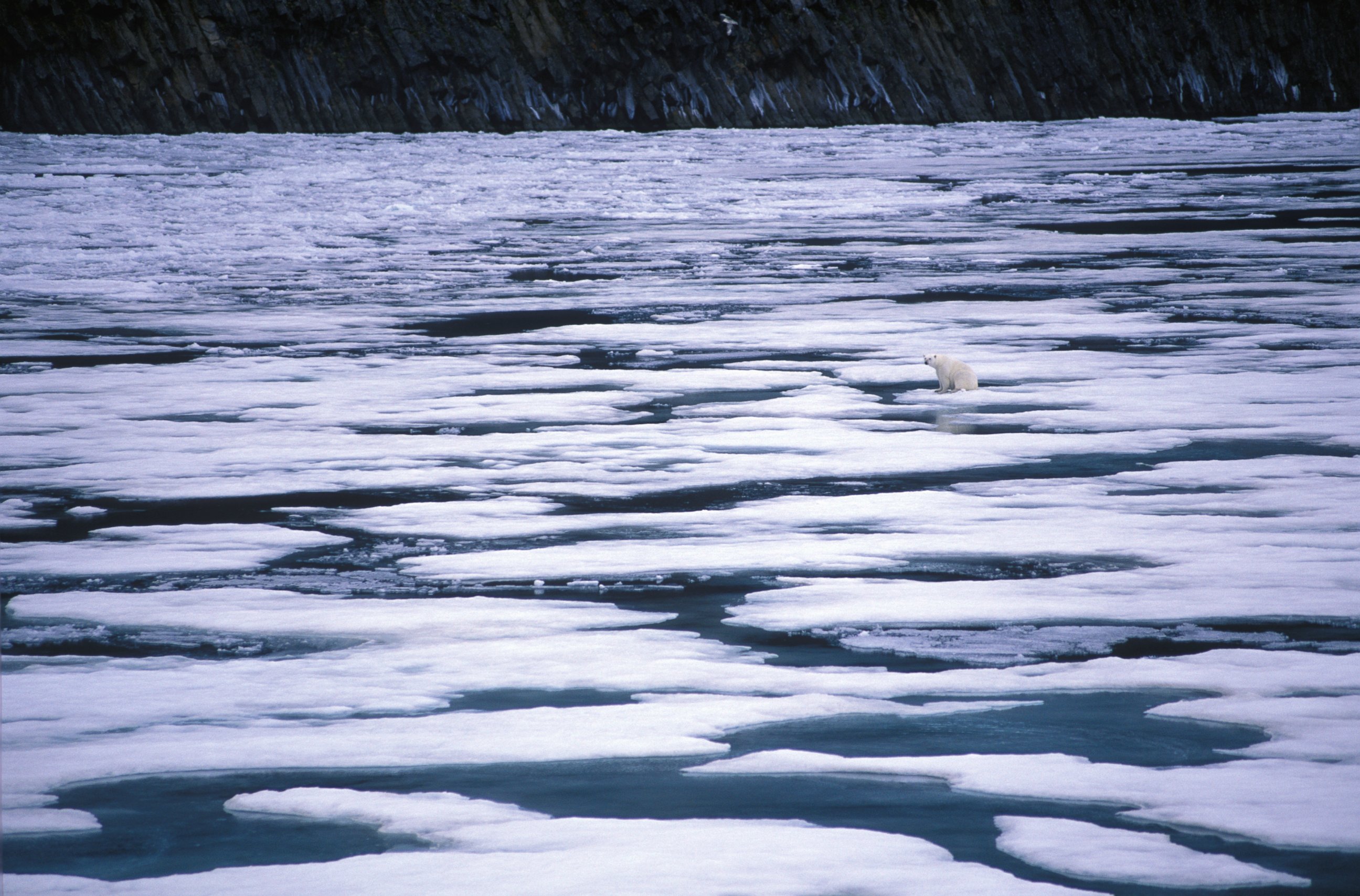 PHOTO: A polar bear sits on melting ice in the Artic sea in this undated stock photo. 