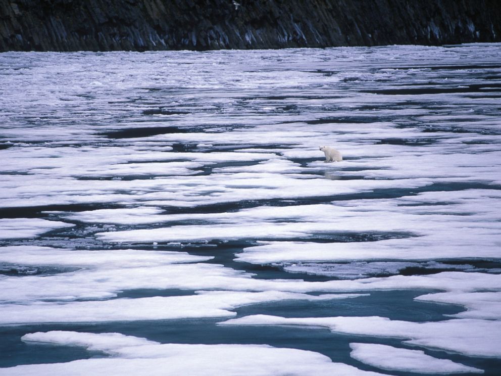 PHOTO: A polar bear sits on melting ice in the Artic sea in this undated stock photo.