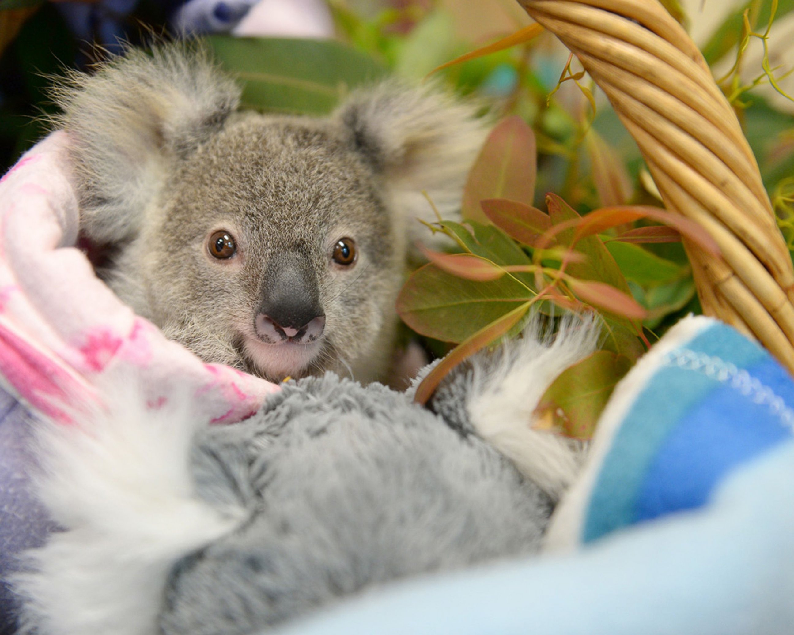 PHOTO: This undated handout photo received from the Australia Zoo on Sept. 19, 2016, shows Shayne, a nine-month-old orphaned baby koala who has found solace cuddling a fluffy toy koala in the absence of his dead mum.