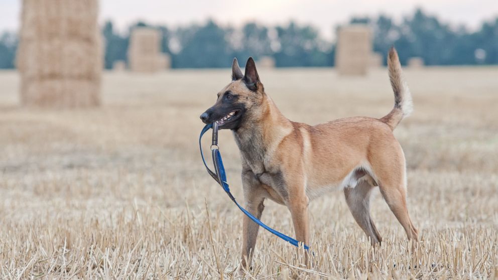 Leighton is a Belgian Malinois like the dog shown in the above undated file photo.