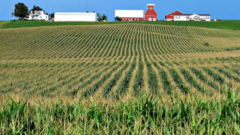 Rows of corn line a farm near Farley, Iowa. 