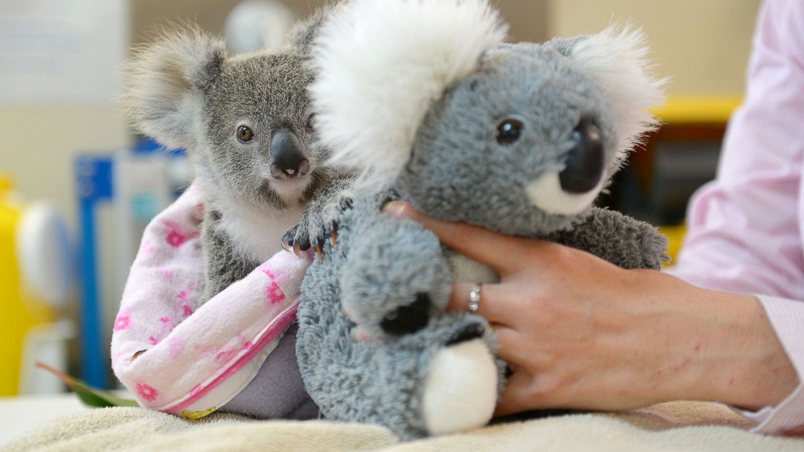 beloning Verknald Ik was mijn kleren Lonely Baby Koala Finds Comfort in Plush Toy After Losing Mother to Car  Accident - ABC News