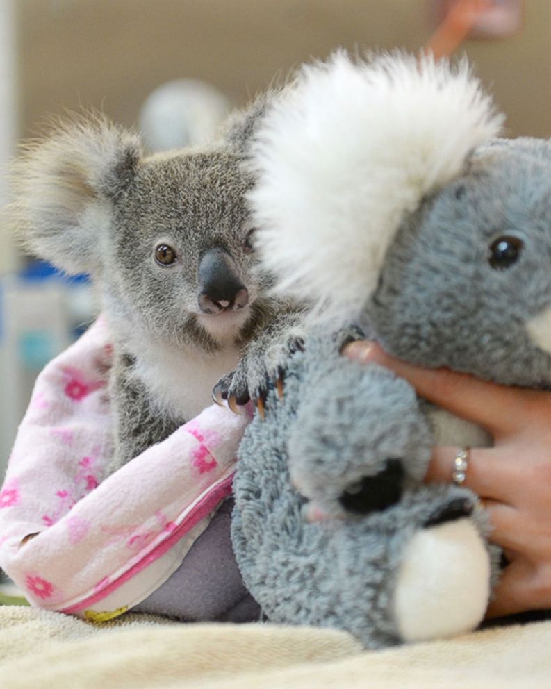 koala baby stuffed animals