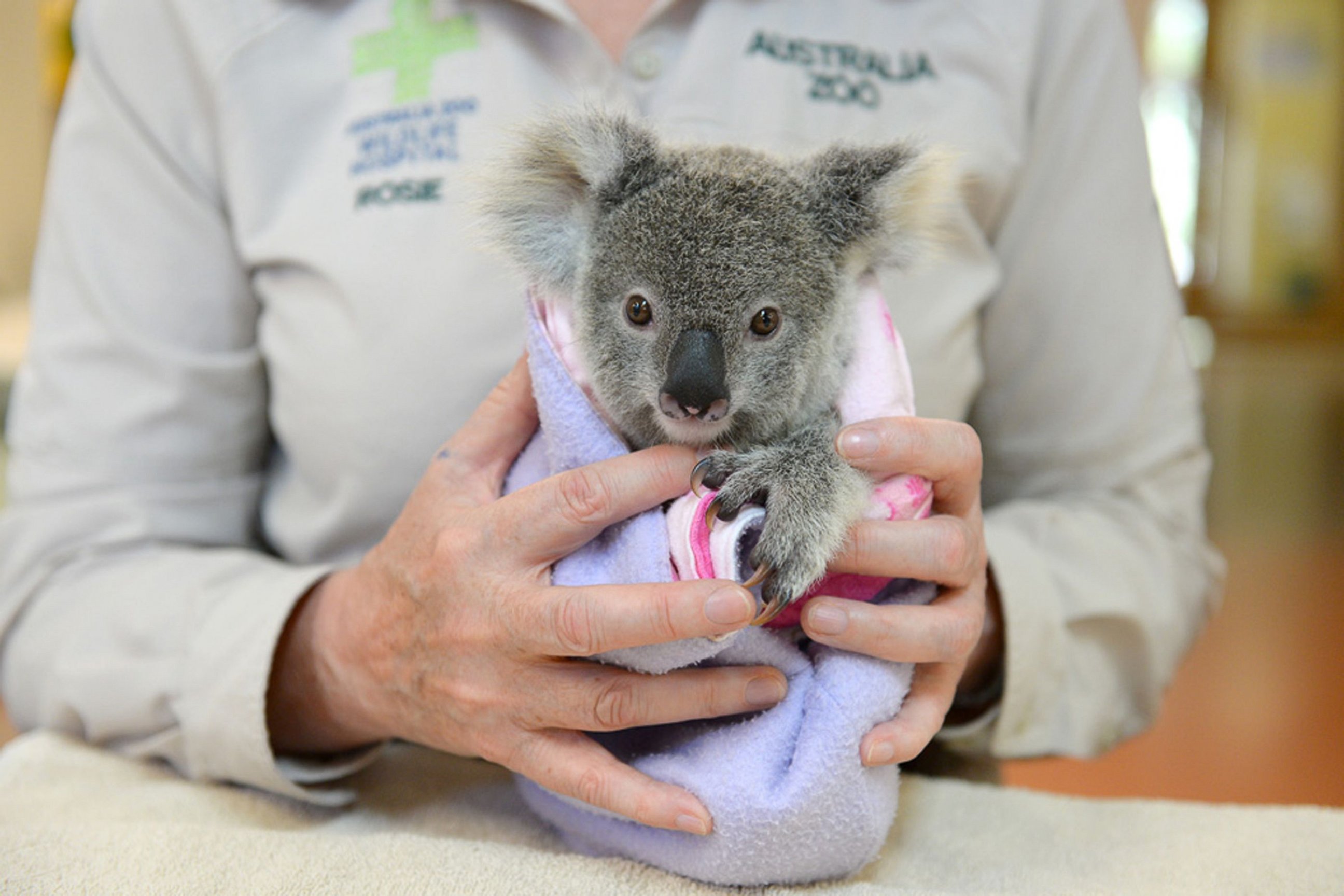 PHOTO: This undated handout photo received from the Australia Zoo on Sept. 19, 2016, shows Shayne, a nine-month-old orphaned baby koala who has found solace cuddling a fluffy toy koala in the absence of his dead mum.