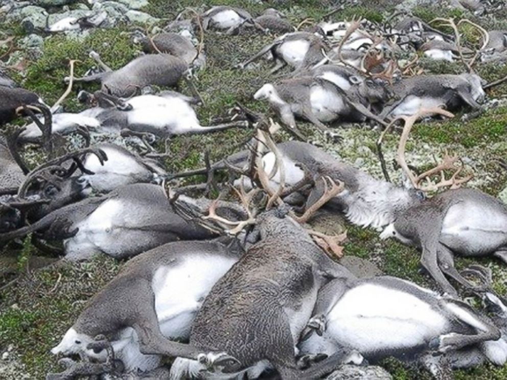 PHOTO: Some 323 dead wild reindeers struck by lightning are seen littering a hill side on Hardangervidda mountain plateau in central Norway, on August 27, 2016.