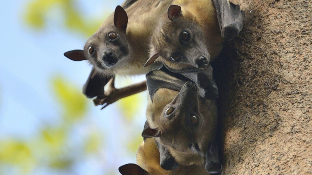 PHOTO: Fruit bats (like these) are a local delicacy in Guinea, but health officials fear that their infected blood may be causing the spread of Ebola.
