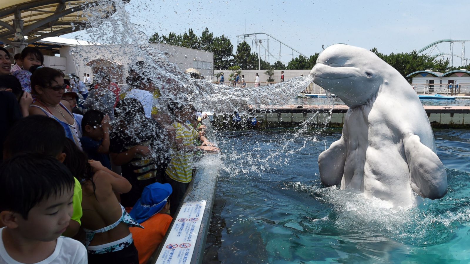 Beluga whales create art in Japan aquarium