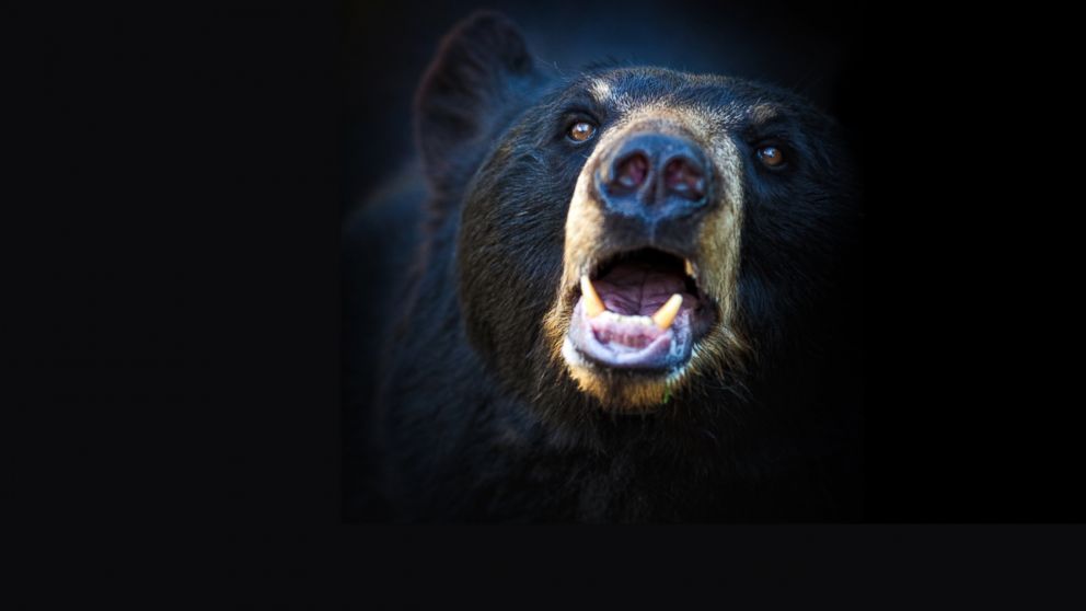 An american black bear lets out a roar.