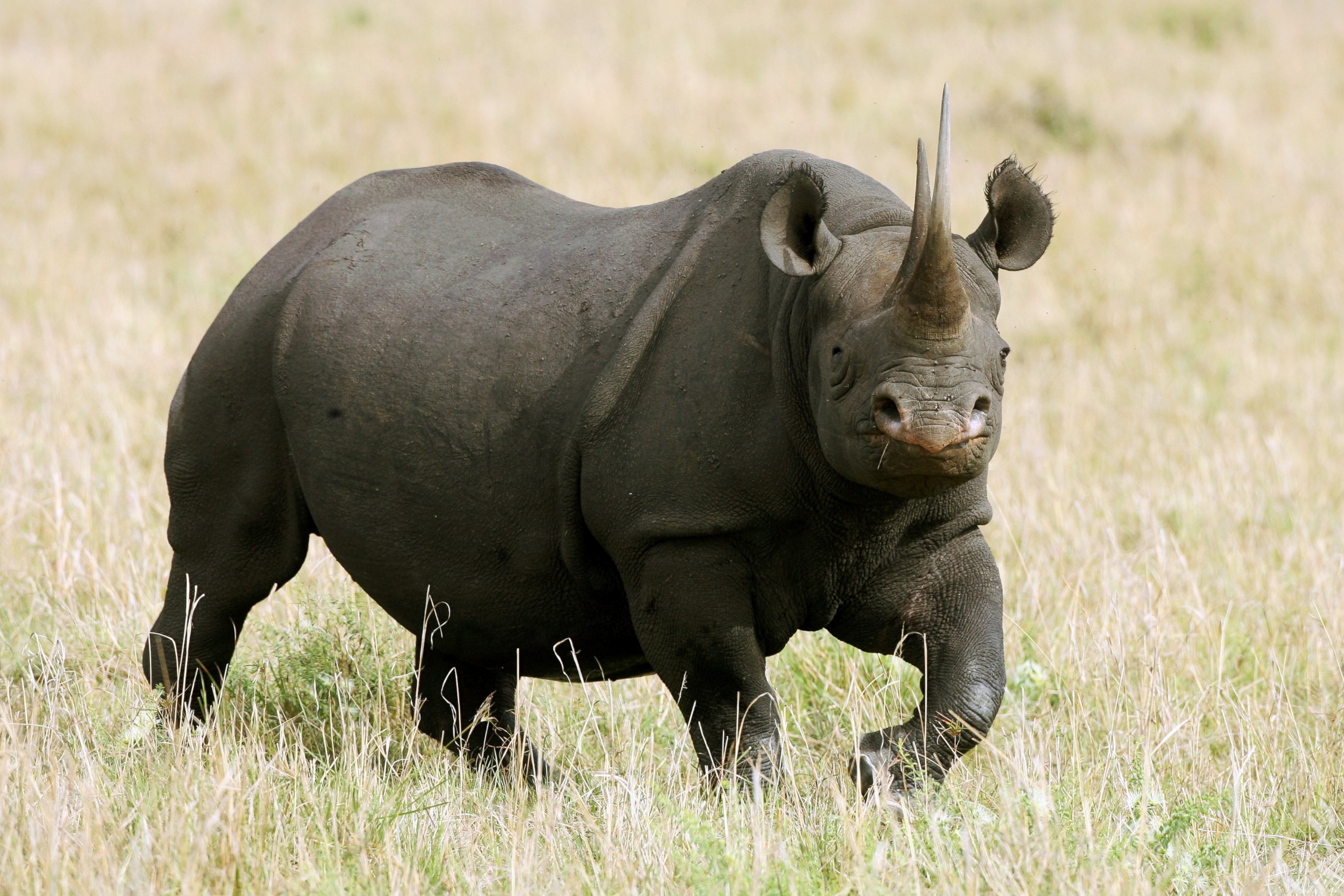 PHOTO: A female Black Rhino stands on Dec. 10, 2007, in the Masai Mara Game Reserve, Kenya.