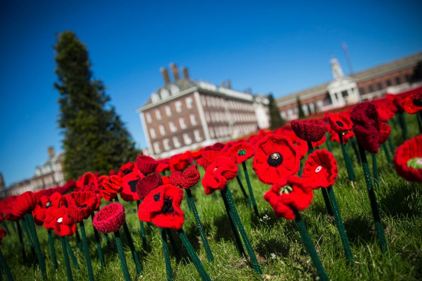 Poppy day презентация