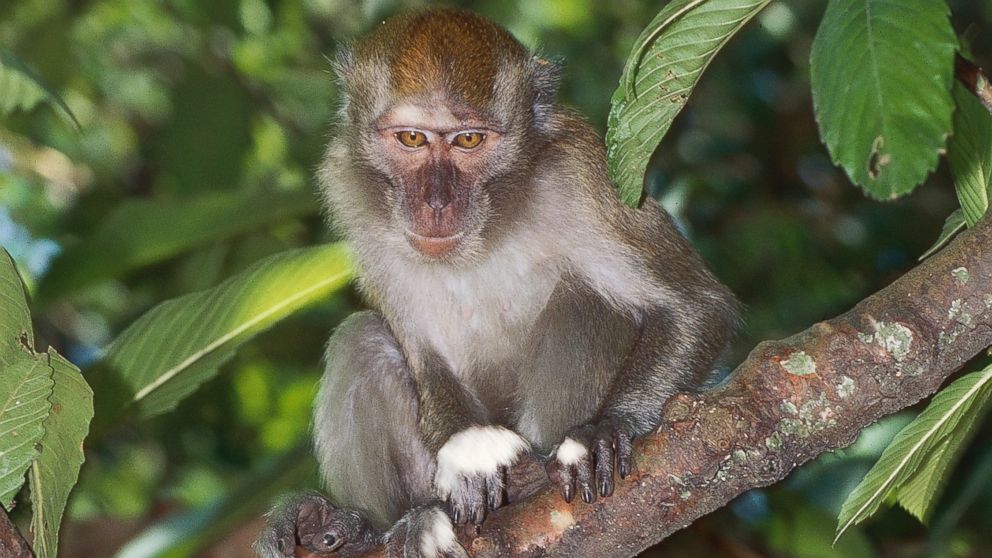 A crab-eating macaque, a species connected to one of the five strands of Ebola, is pictured on Indonesia's Bali Island on March 3, 2014.