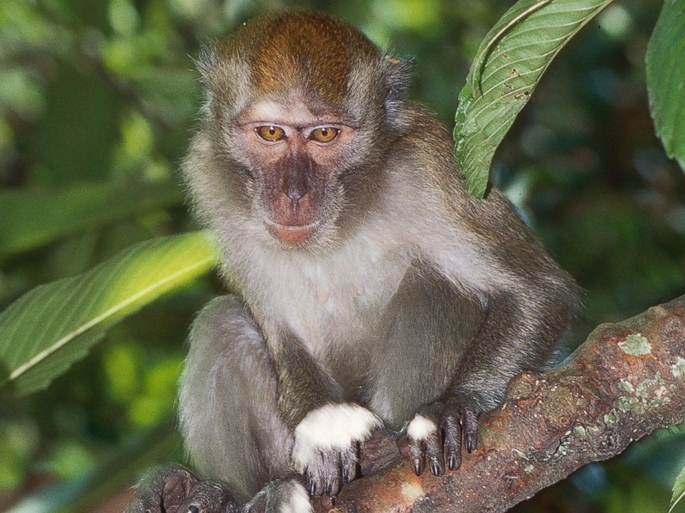 Was Ebola from a monkey?