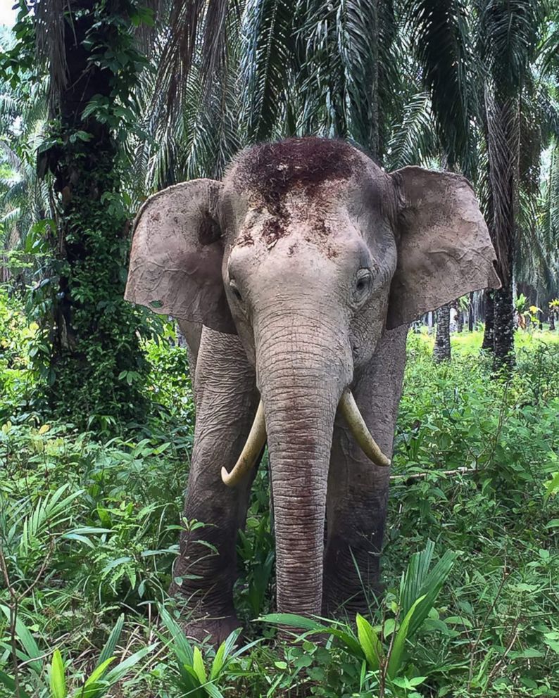 PHOTO: This undated handout picture released on Aug. 11, 2016 by the Sabah Wildlife Department shows an elephant with reversed tusks at a palm oil planation in the Malaysian state of Sabah on Borneo island.