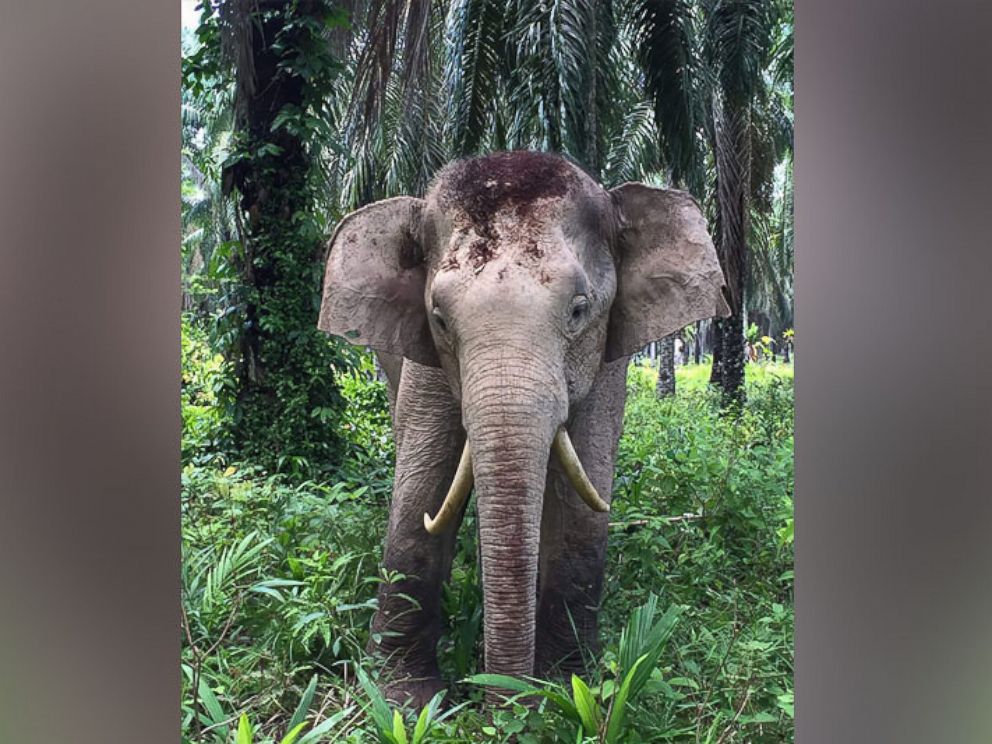 Rare Pygmy Elephant With 'Saber-Tooth' Tusks Spotted in Malaysia - ABC News