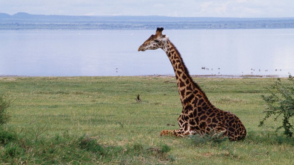 PHOTO: A giraffe is pictured in the wild on March 3, 2014. 