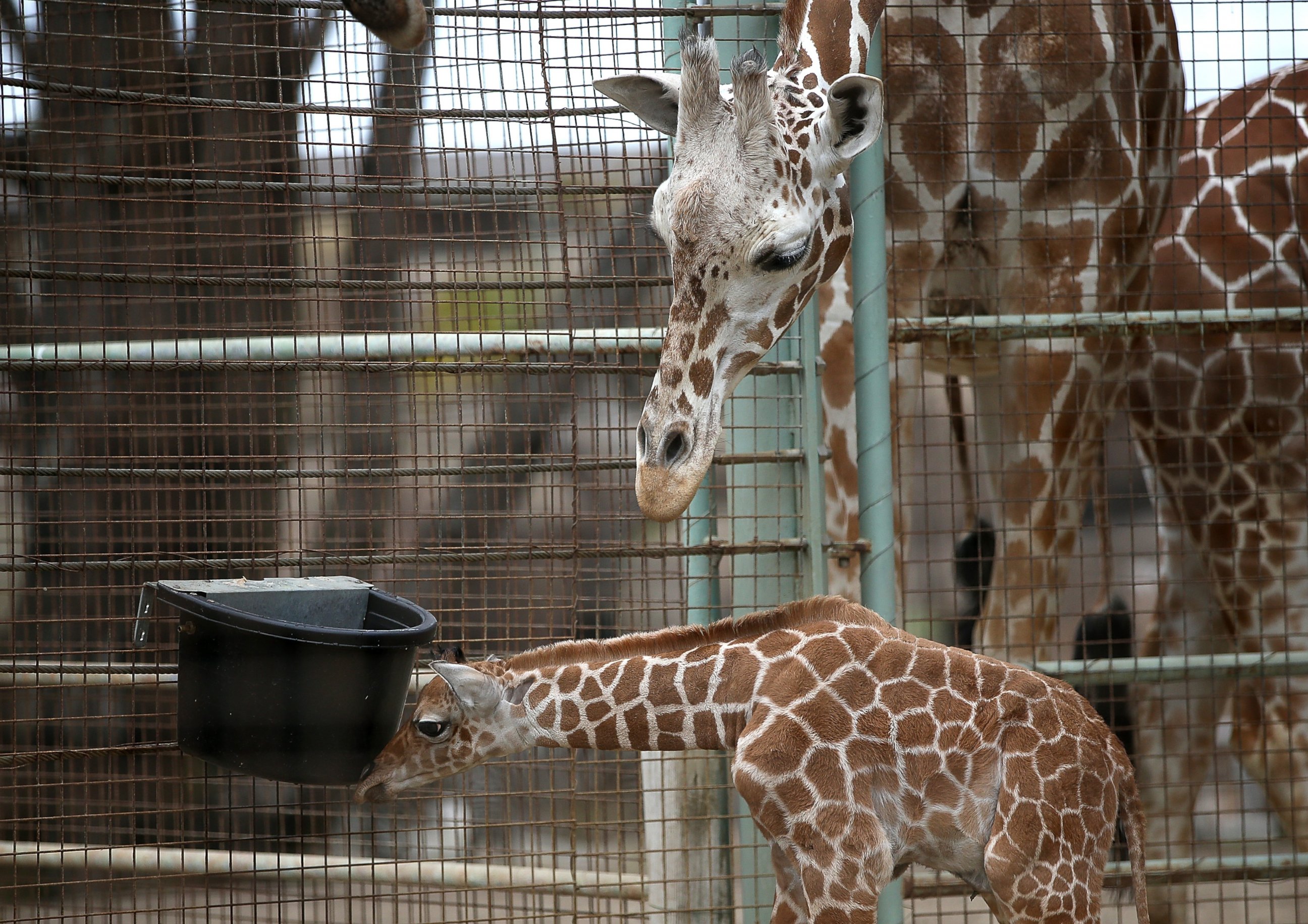 PHOTO: Giraffes stand in their enclosure at the San Francisco Zoo on Aug. 29, 2014 in San Francisco.