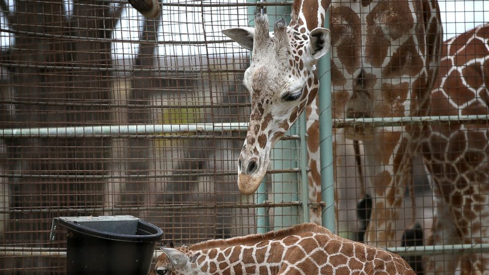 PHOTO: Giraffes stand in their enclosure at the San Francisco Zoo on Aug. 29, 2014 in San Francisco.