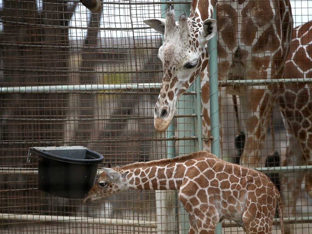 PHOTO: Giraffes stand in their enclosure at the San Francisco Zoo on Aug. 29, 2014 in San Francisco.