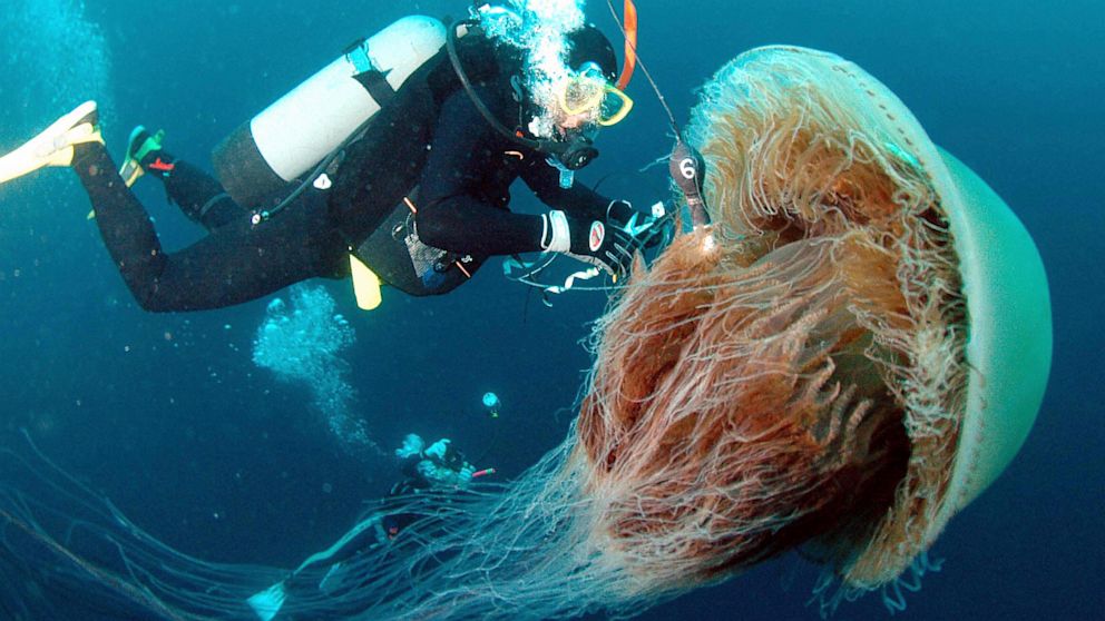 A diver attaches a sensor to a large Echizen jellyfish, Oct. 4, 2005 off the coast of Komatsu in Ishikawa prefecture, Japan.