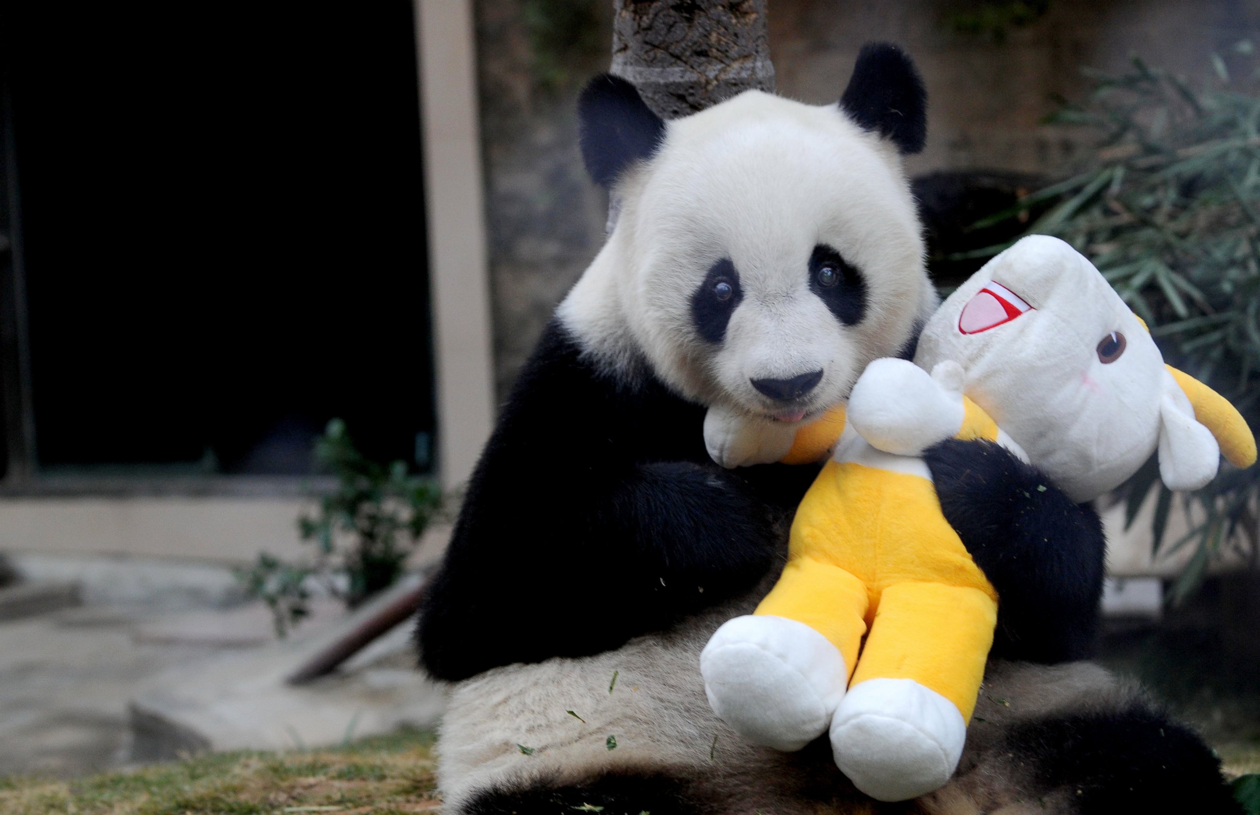 PHOTO: Giant panda "Pan Pan" holds a mascot of the 16th Asian Games, at a zoo in Fuzhou, in south China's Fujian province, on Nov. 12, 2010.