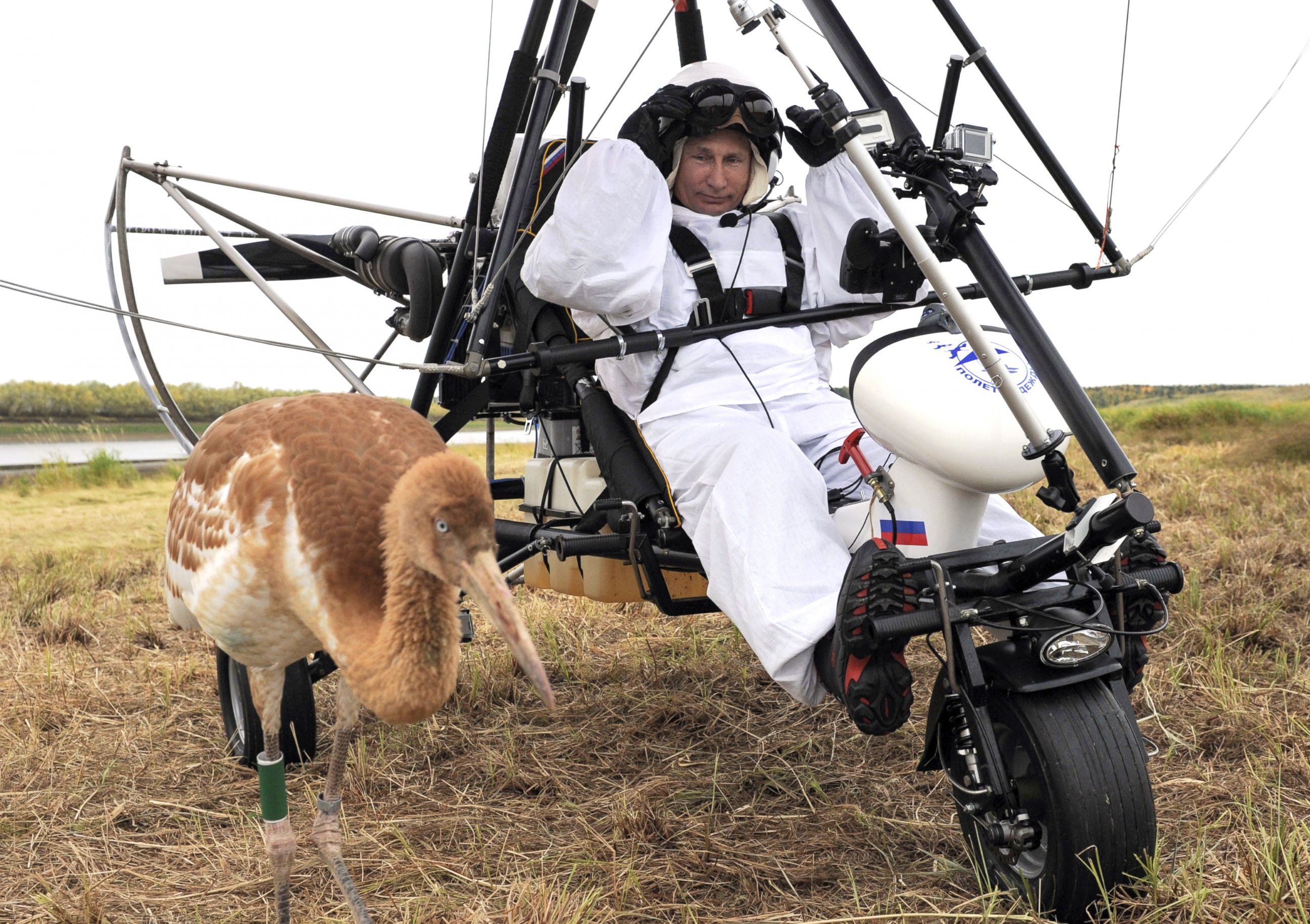 PHOTO: Russian President Vladimir Putin prepares to pilot a motorized hang glider while looking at a crane as he takes part in a scientific experiment as part of the "Flight of Hope," which aims to preserve a rare species of cranes, Sept. 5, 2012. 