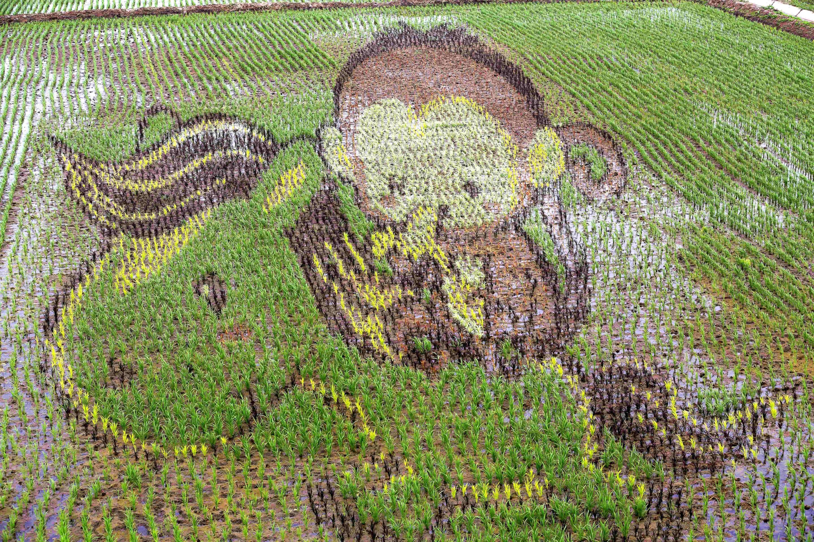 PHOTO: A 3D picture of a monkey is seen on rice fields, June 15, 2016, in Shenyang, China.