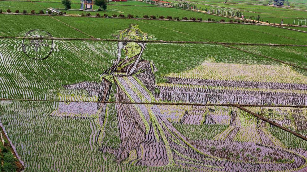 A 3D picture of the character Miyue in the Chinese TV drama "The Legend of Miyue" is seen on rice fields, June 15, 2016, in Shenyang, China.
